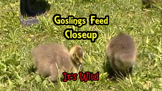 Goslings Feed Close-up