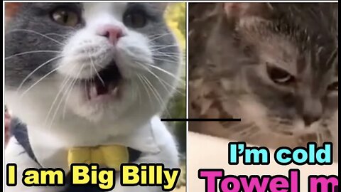 FUNNY!! THESE CATS CAN SPEAK BETTER ENGLISH THAN HUMANS!!