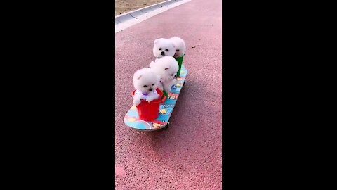 My four Kyot dogs on the skateboard