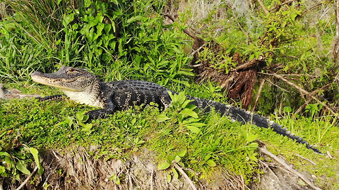 Florida gator lunges at drone!