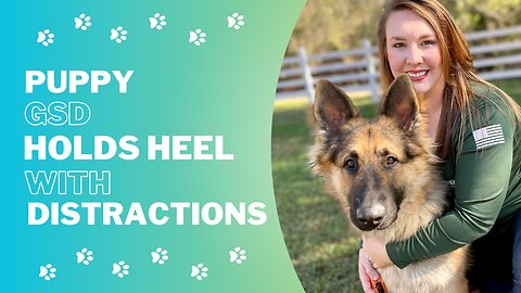 Puppy GSD Holds Heel with Distractions | Expert Dog Training