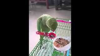 Sophisticated Parrot Uses Spoon To Eat Food