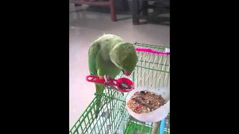 Sophisticated Parrot Uses Spoon To Eat Food
