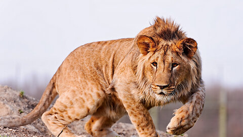 How Bizarre Is A Leopon?