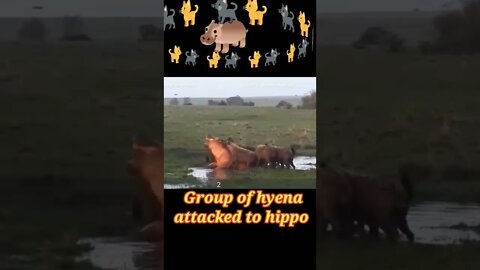 Group of hyena attacked Hippo 2022🦛#youtubeshorts #shorts #shortvideo