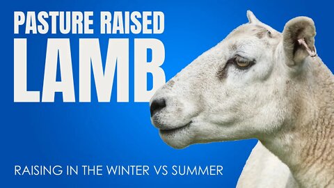 Raising Lamb Winter vs Summer