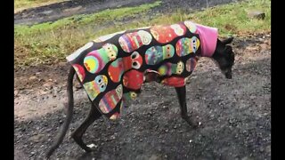 Cute little disabled greyhound tries to keep up with other dogs