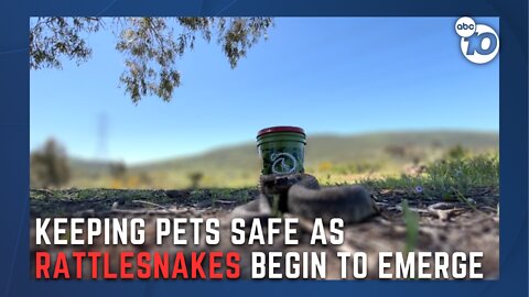 Owners urge the safety of pets as rattlesnakes emerge