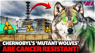 Chernobyl’s ‘Mutant Wolves’ are cancer resistant!