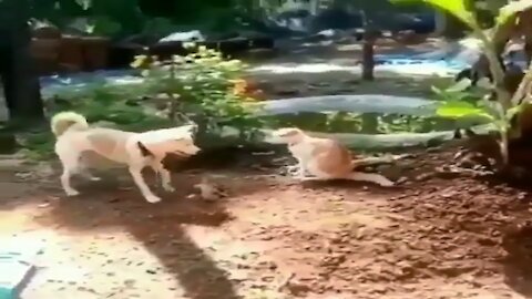 Dog Finished Cat With One Kick