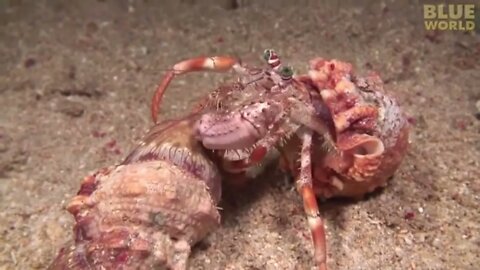 Hermit Crab Switching Shell