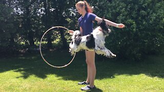 Amazing dog jumps through hula hoop