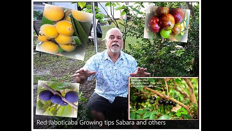 Red Jaboticaba - Jabuticaba - Growing tips Sabara and others