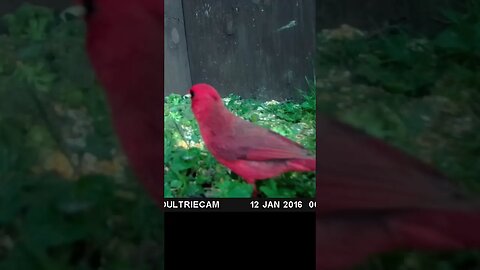 Cardinal 🐦closeup 👀and red as ever #cute #funny #animal #nature #wildlife #trailcam #farm #homestead