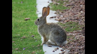 Wildlife Bros Episode 5 Desert Cottontail Rabbit