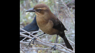 Brewer's Blackbird Song