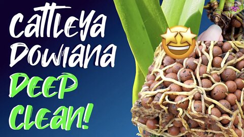 Cattleya dowiana | Insane root ball! 2019 self watering & leca | 2020 uppot | 2022 deep clean! 💪🏼