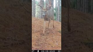 Now that’s a nice buck 🦌#shorts #deer #deerhunting #archery