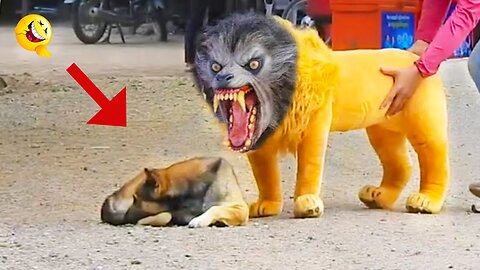 Troll Prank Dog Funny & fake Lion and Fake Tiger Prank To dog | Funny Animals | SeenClub