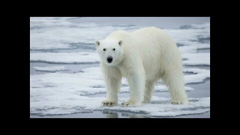 Tiger KILLS Polar BEAR? [ MYTH or REALITY ]