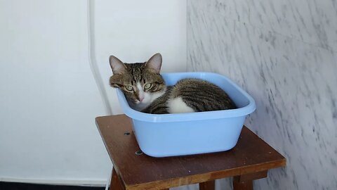 Funny Cat Sits on a Chair