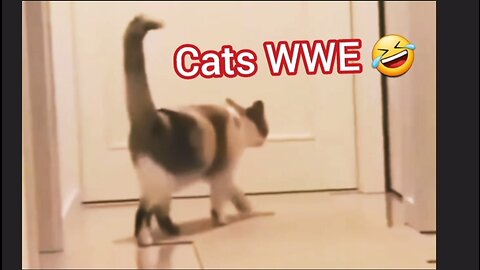 Pov : cats be watching WWE