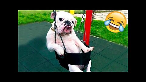 Funny cat video|| Funny animal Video #part-2