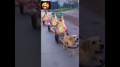 funny dog ride with children