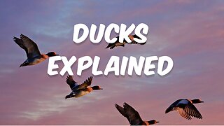 Ducks Explained