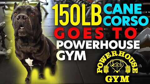 Cane Corso Goes To Powerhouse Gym