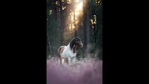 🐎 Serenity in Motion: Majestic Horse Galloping and Grazing 🌾🏞️ - Relaxing Equine Video 🐴