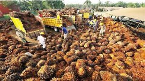 Amazing Oil Palm Fruit Harvesting Machine - Palm Oil Processing in Factory - Palm Oil Production