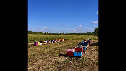 Windy Solar Capital Food Security Coalition. Very Beach Honey Bee apiaries