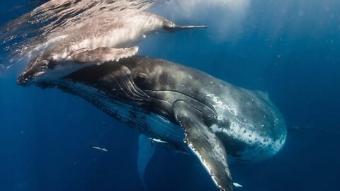 Gefahren für Meerestiere & wie Sie sie schützen können | Sea Shepherd Deutschland e.V.