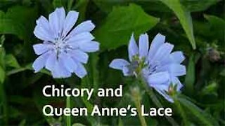 PFTTOT Part 155 Benefits of Chicory and Queen Anne's Lace