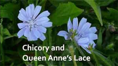 PFTTOT Part 155 Benefits of Chicory and Queen Anne's Lace