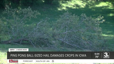 Ping pong ball-sized hail damages crops in Iowa