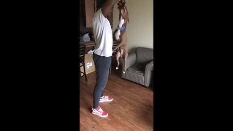 Amazing Pitbull With A 72 inch vertical!