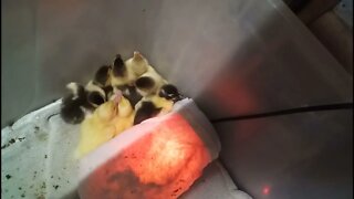 Muscovy ducklings 1 day old 15th December 2021