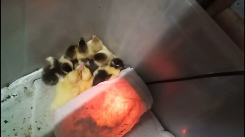 Muscovy ducklings 1 day old 15th December 2021