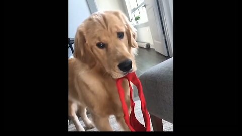 Cute funny Dogs- Funny puppies. Video # 67