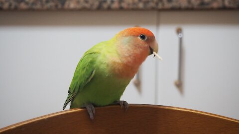 Parakeet Bird Parrot Pet.