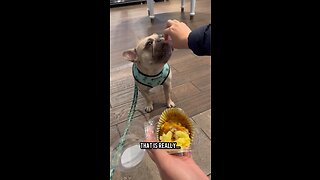 Love Eating Delicious Food | Mochi The French Bulldog