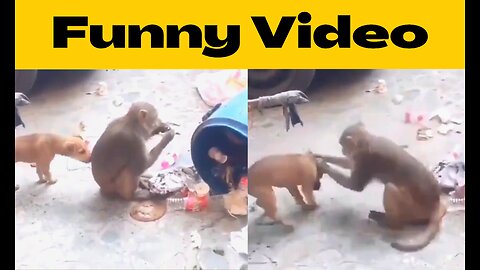 Dog and Monkey fighting competition.