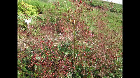 Jewels Of Opar Java Ginseng Sept 2021