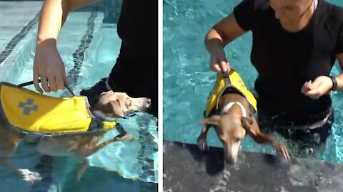 Dog Want Trying To Swim In Pool But "Unfortunately"😱🔥