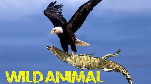 Wild animals | Eagle vs. Snake