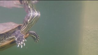 Turtles Meet an Underwater Drone