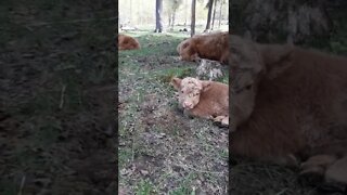 Lilly the calf