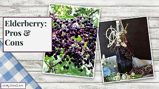 Elderberry: Pros & Cons , Nature a Healing Force